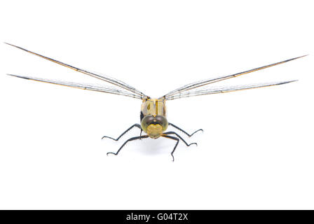 Orthetrum cancellatum. Femmina nera-tailed Skimmer dragonfly su sfondo bianco. Foto Stock