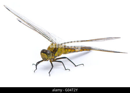 Orthetrum cancellatum. Femmina nera-tailed Skimmer dragonfly su sfondo bianco. Foto Stock