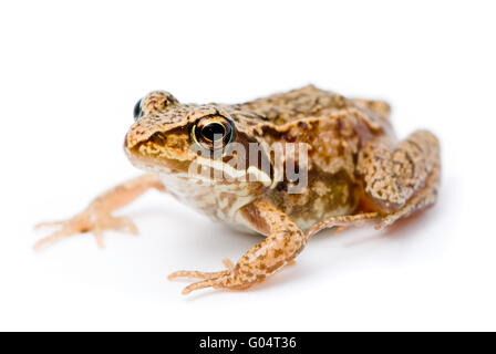 Rana temporaria. Piccola rana di Erba su sfondo bianco. Foto Stock