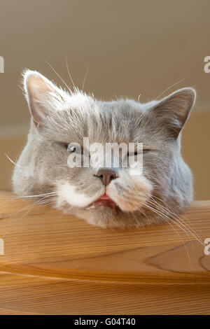 British Shorthair cat si riattiva dopo l'anestesia Foto Stock