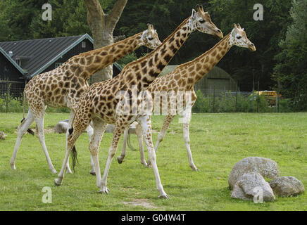 Tre le giraffe in un zoo staring curiosamente a qualcosa Foto Stock