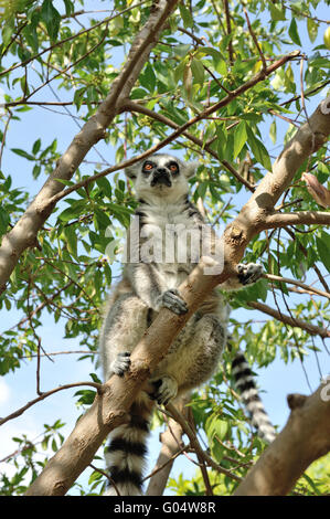 Madagascar il ring-tailed lemur seduto sull'albero. Foto Stock