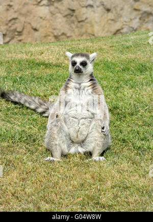 Madagascar il ring-tailed lemur seduto in posa divertente sull'erba. Foto Stock