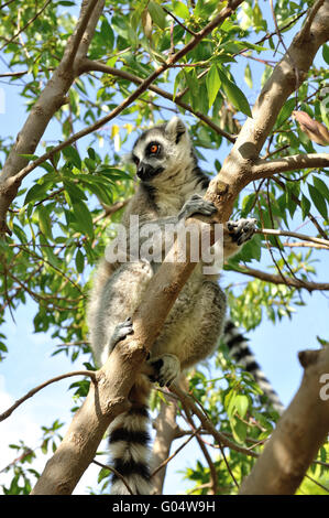 Madagascar il ring-tailed lemur seduto sull'albero. Foto Stock