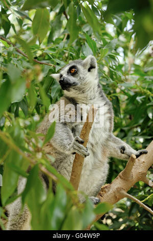 Madagascar il ring-tailed lemur seduto sull'albero. Foto Stock
