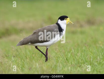 Masked Pavoncella - Vanellus miglia Foto Stock