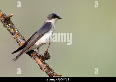 Tree Swallow - Tachycineta bicolor Foto Stock