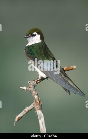 Viola-green Swallow - Tachycineta thalassina Foto Stock