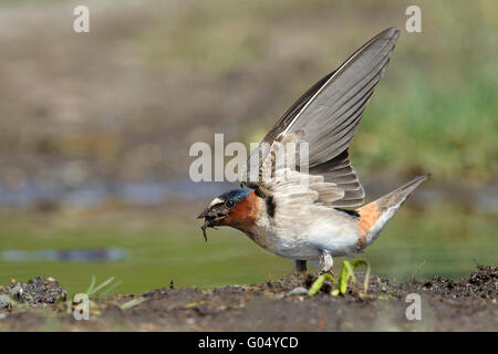 Cliff Swallow - Petrochelidon pyrrhonota Foto Stock