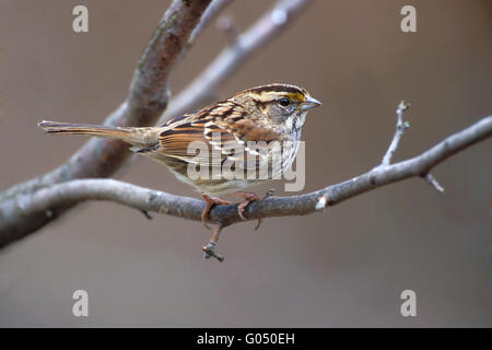 Bianco-throated Sparrow - Zonotrichia albicollis - adulti non di allevamento Foto Stock