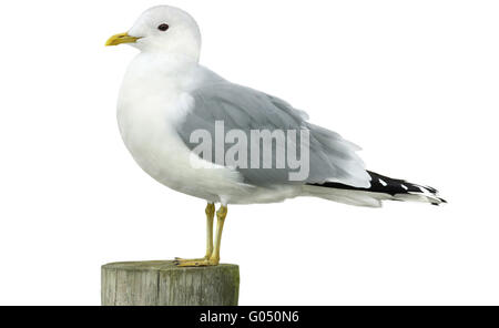 Gabbiano comune - Larus canus Foto Stock