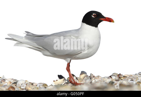 Gabbiano mediterraneo - Larus melanocephalus Foto Stock