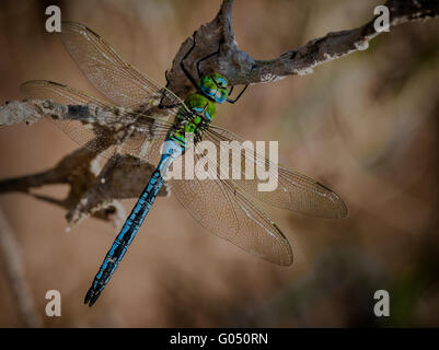 L'imperatore Dragonfly sat al sole su di un ramo Foto Stock