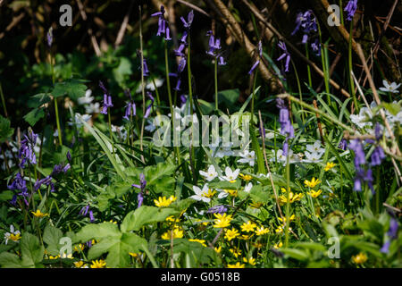 Misto di fiori selvatici che ricopre il pavimento del bosco Foto Stock