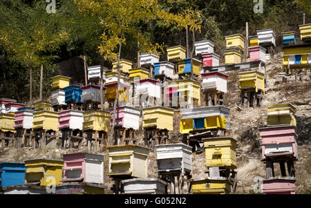 Alveari colorati sul pendio di montagna nella foresta Foto Stock