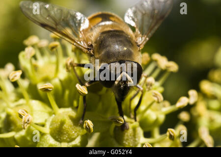 hoverfly Foto Stock