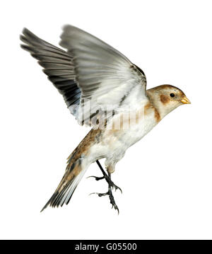 Snow Bunting - Plectrophenax nivalis Foto Stock