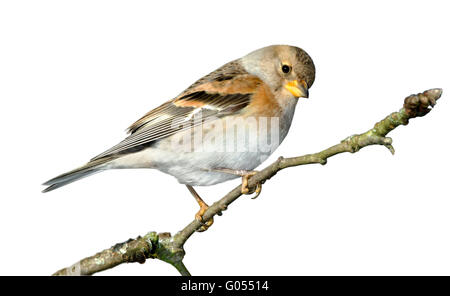 Brambling - Fringilla montifringilla - femmina Foto Stock