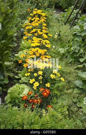 giardino del coltivatore Foto Stock