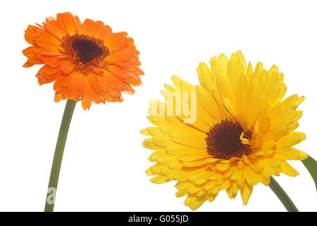 Calendula fiori su bianco (Calendula officinalis) Foto Stock