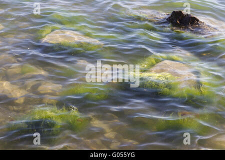 Rocce e alghe sulla riva del Mar Baltico Foto Stock