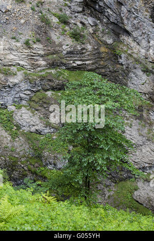 In faggio il ripido pendio di Breitachklamm nel Foto Stock