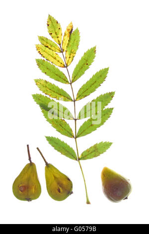 Foglie e frutti di sorbo tree (Sorbus domestica Foto Stock