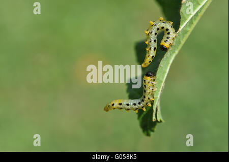 I bruchi sulla lamina Foto Stock