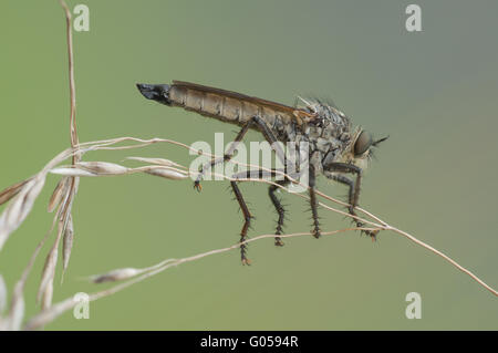 Robber Fly (Eutolmus rufibarbis), femmina, Germania Foto Stock