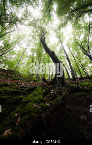 La vegetazione verde nella foresta naturale Foto Stock