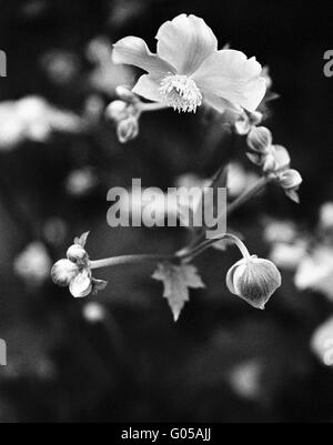 Giapponese fiore anemone Foto Stock