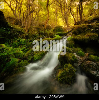 Cascata sul fiume nella foresta verde Foto Stock