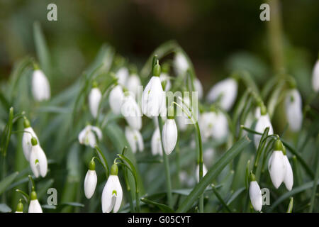 Bucaneve nel tardo inverno Foto Stock