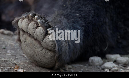 Piedi da orso bruno Foto Stock