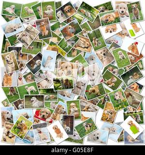 Un collage di foto di golden retriever 101 pezzi Foto Stock