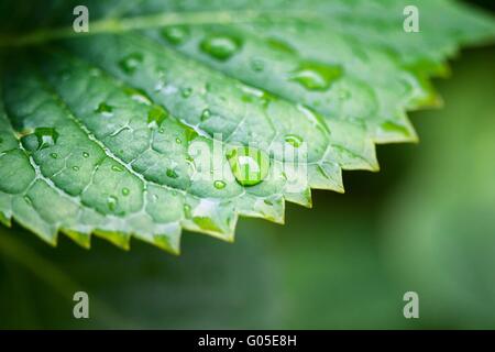 Vista in dettaglio di una foglia verde con gocce di acqua Foto Stock