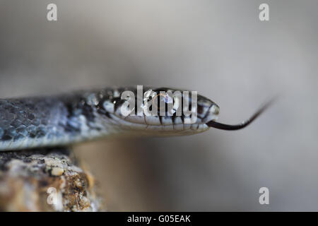 Western frusta Snake Foto Stock