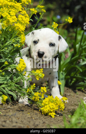 Cucciolo dalmata, tre settimane, in un aiuola di fiori Foto Stock