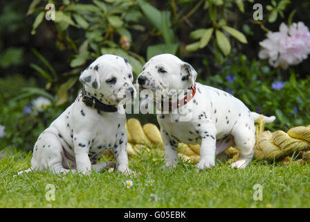 Due cuccioli dalmata di tre settimane di età fianco a fianco Foto Stock