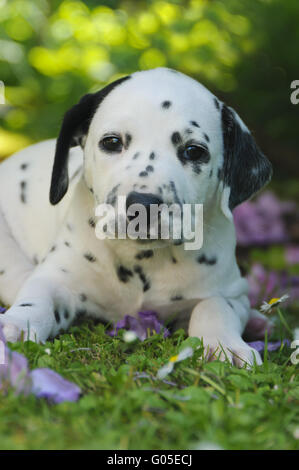 Cucciolo dalmata, cinque settimane in un giardino Foto Stock