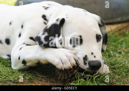 Cucciolo dalmata, sette settimane, ritratto Foto Stock