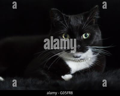 Bianco e nero gatto nero su sfondo di pelliccia Foto Stock