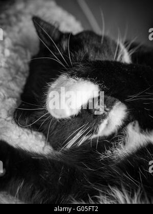 Bianco e nero gatto addormentato - gli occhi coperti con zampa Foto Stock