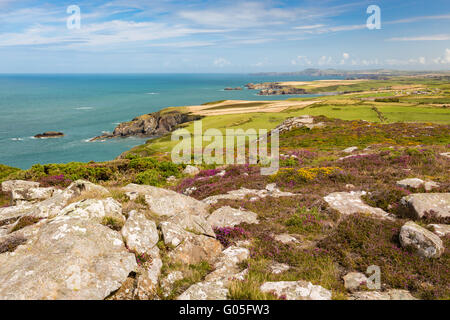 Il nord Pembrokeshire costa da Penberry montagna con fiori selvatici e heather - Pembrokeshire Foto Stock