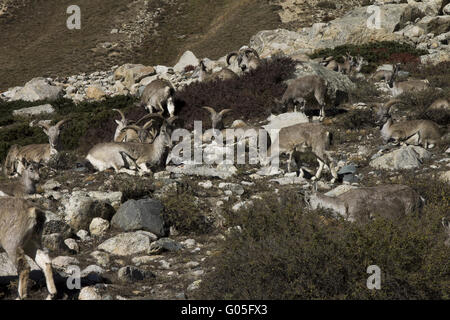 Gruppo di Bharals Foto Stock