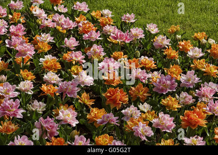 Doppio primi tulipani Peach Blossom e "Willem van Foto Stock