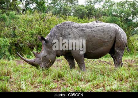 Rinoceronte bianco del sud (Ceratotherium simum), Hluhluwe-Imfolozi Park, KwaZulu-Natal, Sud Africa Foto Stock