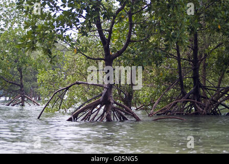 Mangrovie su Ko Phayam, Thailandia Foto Stock