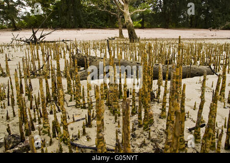 Respiro radici (pneumatofori) di mangrovie Foto Stock