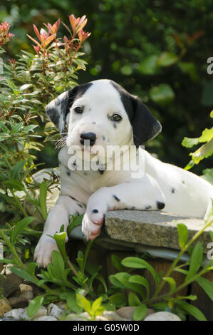 Cucciolo dalmata, cinque settimane in un giardino Foto Stock